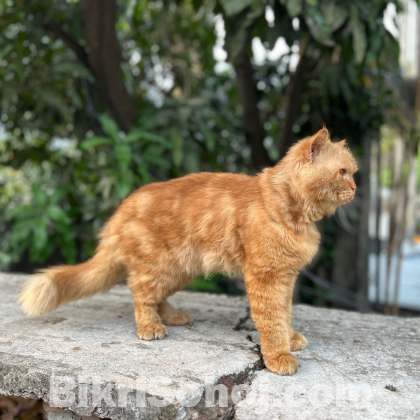 Persian cat for sale